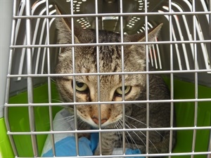 Los gatos se llevan a las clínicas veterinarias concertadas para su esterilización